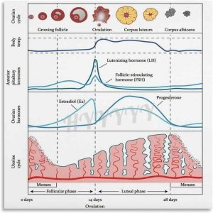 Menstrual Cycle And Hormone Chart Poster Women's Health Guide Art Print Canvas Painting Posters And Prints Wall Art for Living Room Bedroom Decor (16x16inch(30x45cm), Unframe-style)