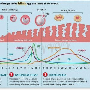 Menstrual Cycle And Hormone Chart Poster Women's Health Guide Poster (4) Canvas Painting Posters And Prints Wall Art for Living Room Bedroom Decor 30x20inch(75x50cm) Unframe-style