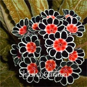 CHUXAY GARDEN Black Mix Evening Primrose Seed 100 Seeds Sundrops Scabish Beauty Garden Flowering Plant Excellent Addition to Garden Extremely Decorative