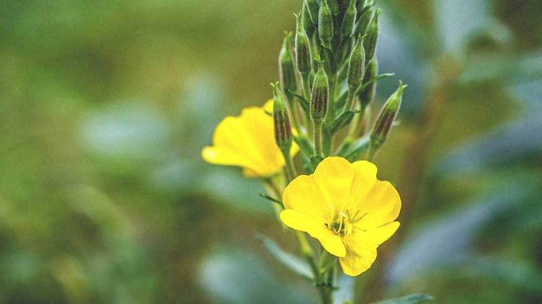 organic pure oil Evening Primrose Oil 1 oz Pure Natural Cold Pressed Primrose Oil Unrefined for Vegan Hair Face Body Skin - Image 4