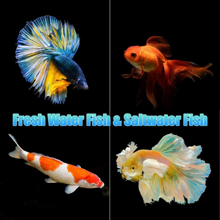 Fish Tank Aquarium 3 Gallon, Smart Aquarium Kits - Silent Water Pump,Self Cleaning System,7 Color Lights,Temperature Display, Aromatherapy, Advanced Filtration - Image 7