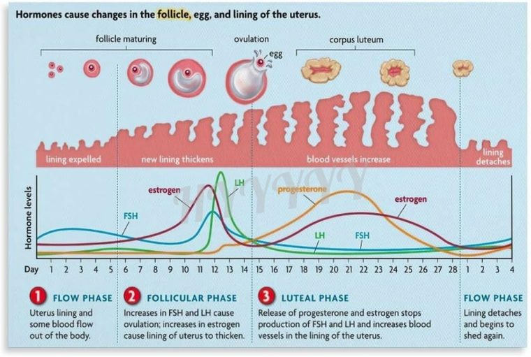 Menstrual Cycle And Hormone Chart Poster Women's Health Guide Poster (4) Canvas Painting Posters And Prints Wall Art for Living Room Bedroom Decor 30x20inch(75x50cm) Unframe-style