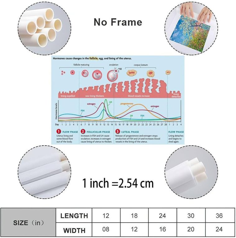 Menstrual Cycle And Hormone Chart Poster Women's Health Guide Poster (4) Canvas Painting Posters And Prints Wall Art for Living Room Bedroom Decor 30x20inch(75x50cm) Unframe-style - Image 5