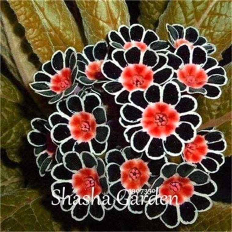 CHUXAY GARDEN Black Mix Evening Primrose Seed 100 Seeds Sundrops Scabish Beauty Garden Flowering Plant Excellent Addition to Garden Extremely Decorative