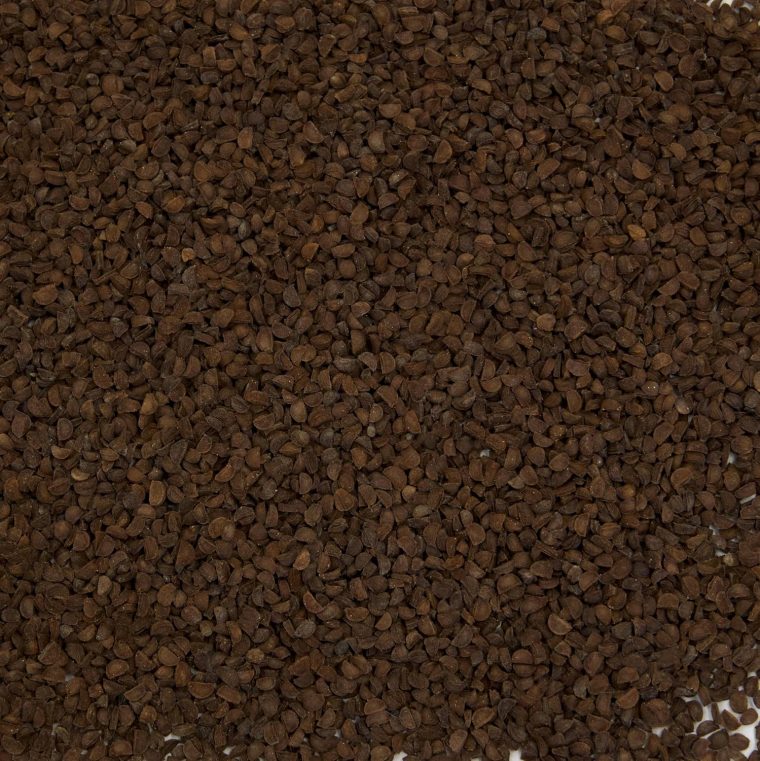 Palm Beach Medicinal Herbs - Black Cohosh (Cimicifuga racemosa) - Packet of 10 Seeds